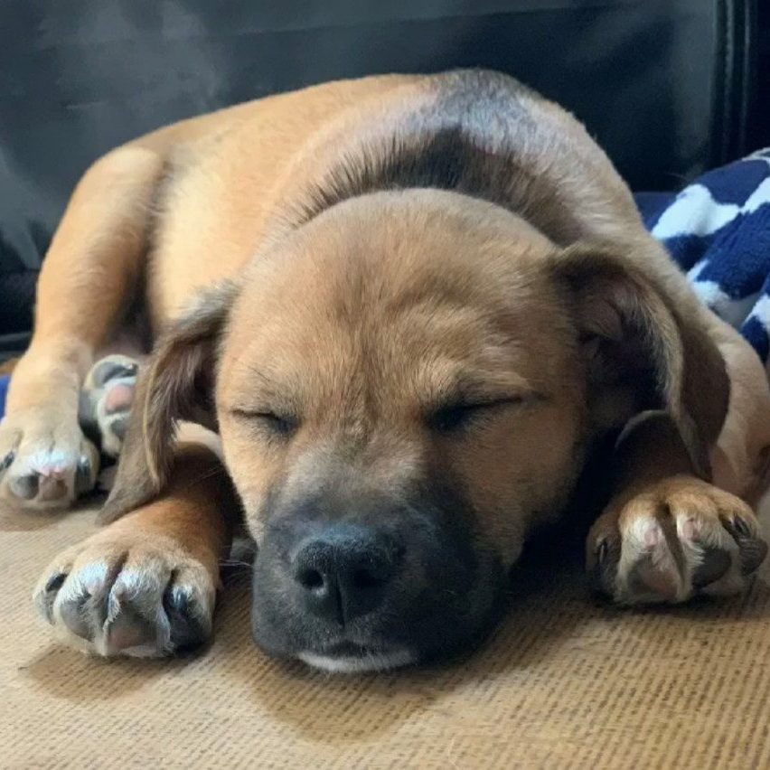 cute dog photo contest winner rusty mixed breed terrier dec 2021