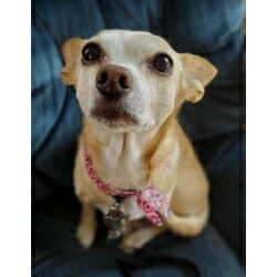 cute dog photo contest winner tiki chihuahua oct 22