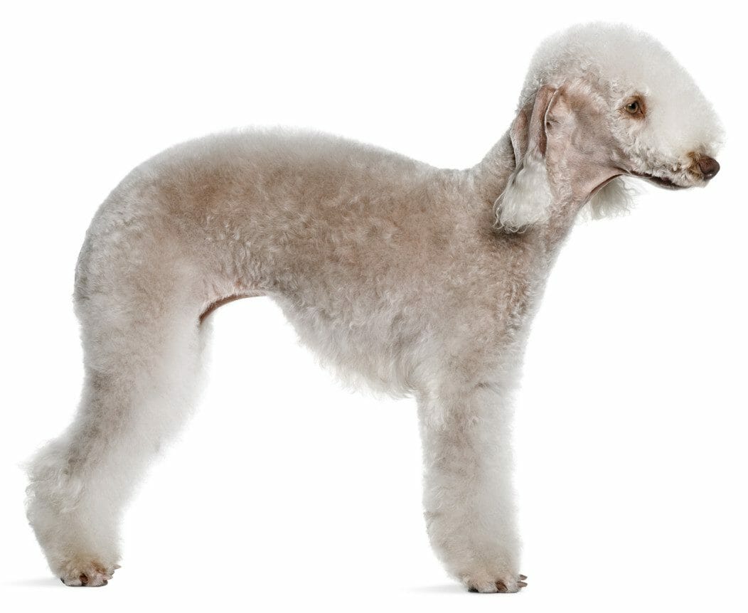 bedlington terrier - best hypoallergenic dogs