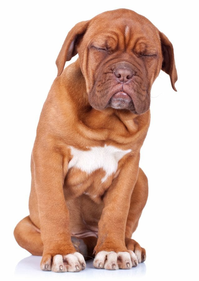 benadryl dosage for dogs - how much benadryl to give a dog