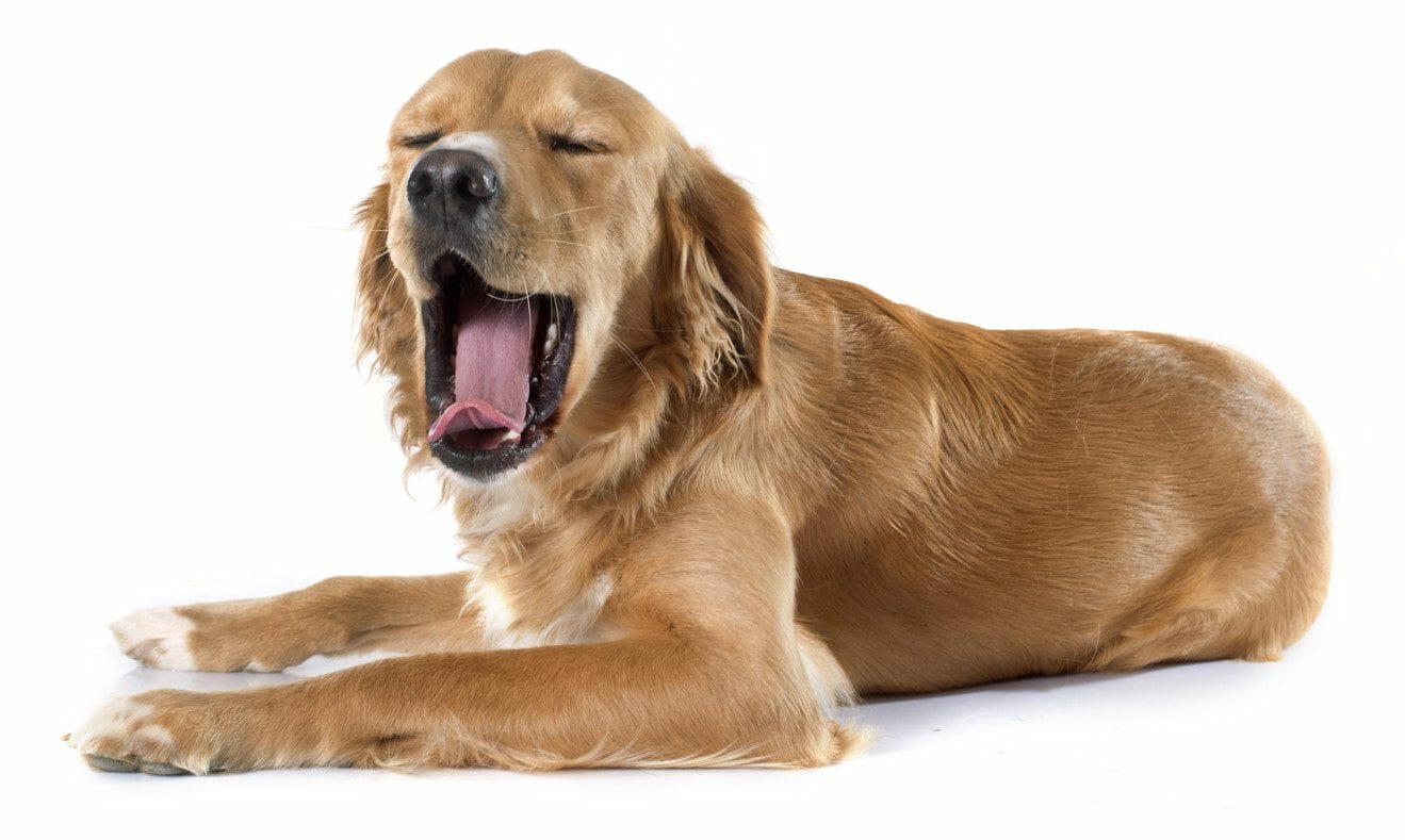 benadryl dose for dogs - how much benadryl can you give a dog