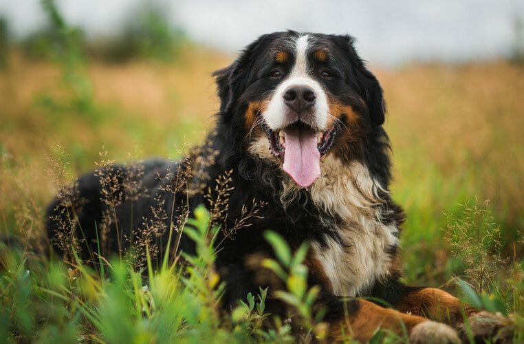 bernese mountain dog - bernese mountain dog weight