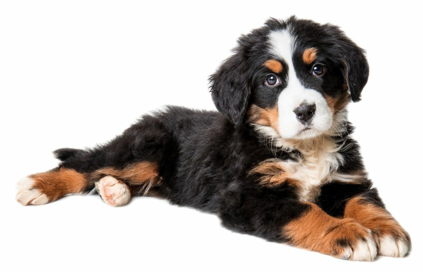 bernese mountain dog lifespan - baby bernese mountain dog