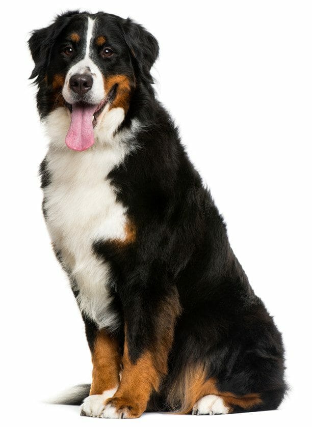 bernese mountain dog price - do bernese mountain dogs shed