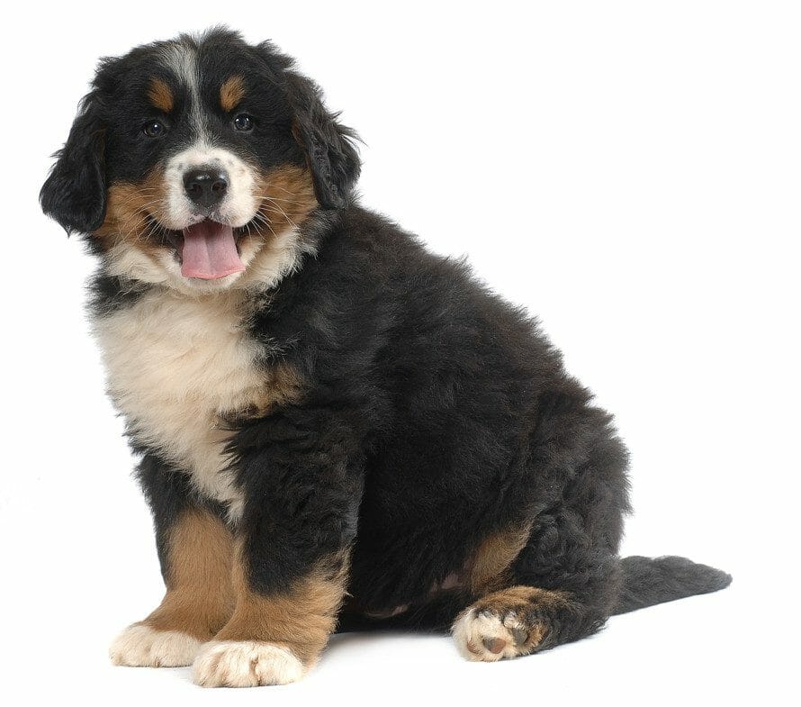 bernese mountain dog puppies - mini bernese mountain dog