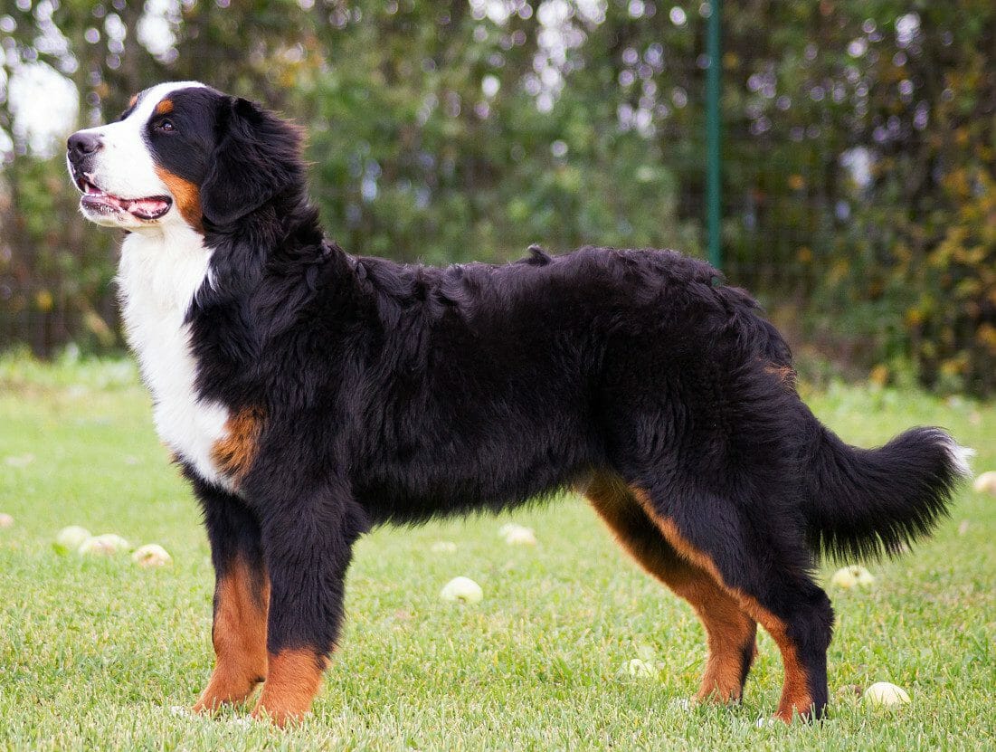 bernese mountain dog size - bernese mountain dog cost