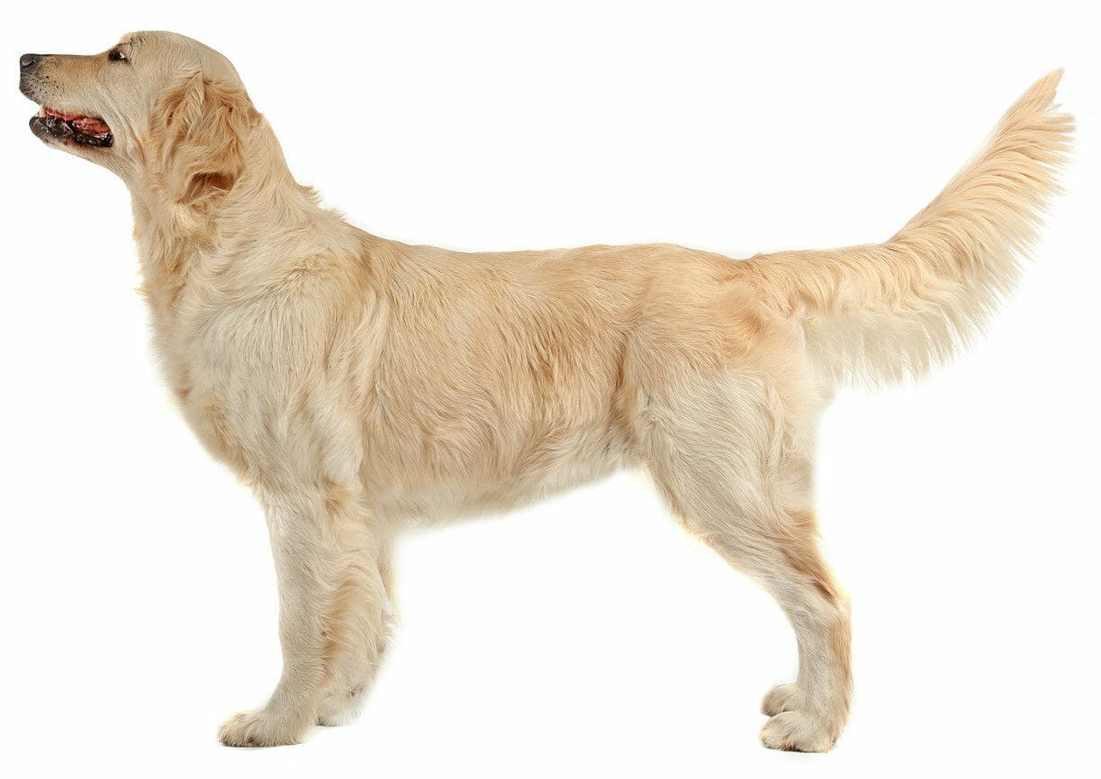 best dog food for golden retrievers - golden retriever boy
