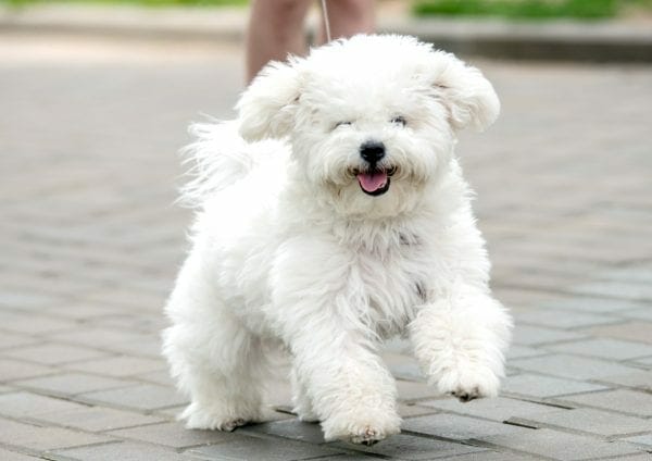 Do bichon dogs store shed