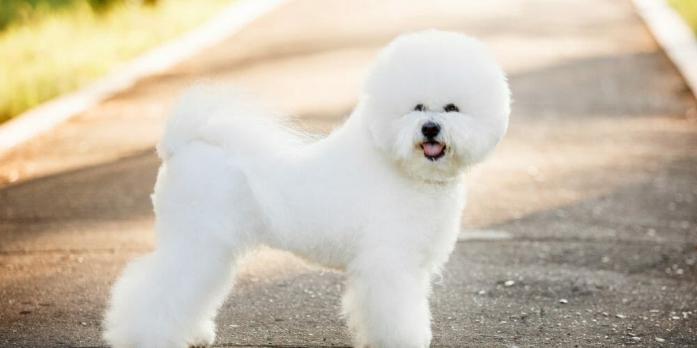 Bichon Frise - Bichon Poodle - Bichon Puppy - Hypoallergenic Breed