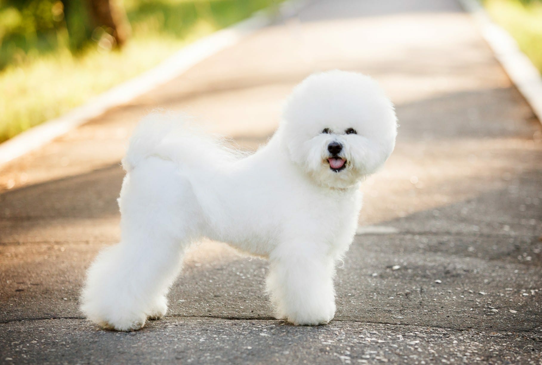 Bichon Frise Bichon Poodle Bichon Puppy Hypoallergenic Breed