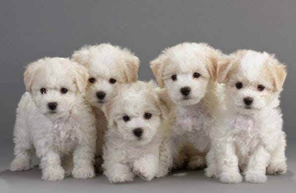 bichon puppies - bichon puppy