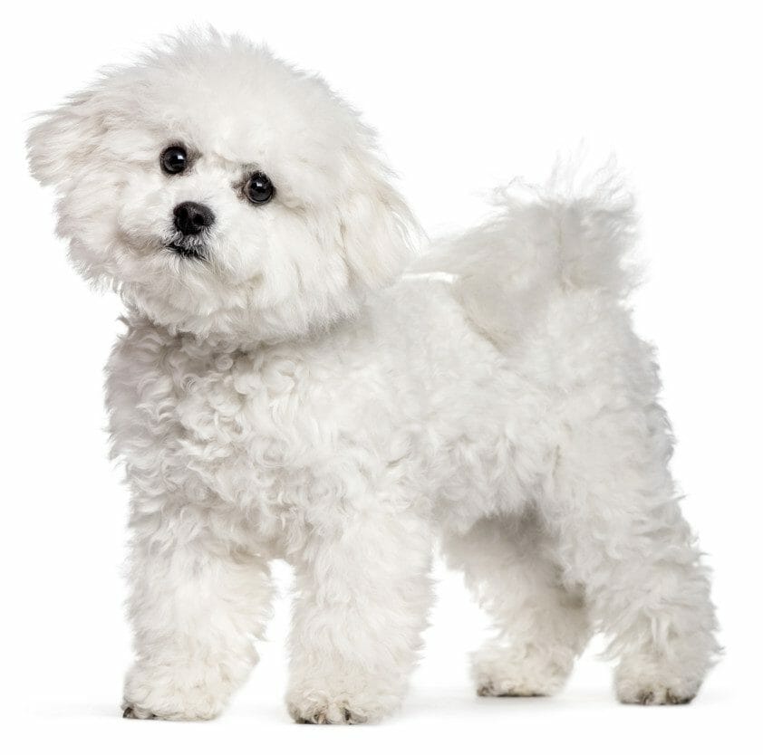 bichon frise - bichon frise puppies