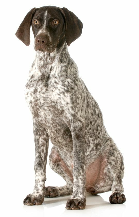 black german shorthaired pointer - german shorthaired pointer price