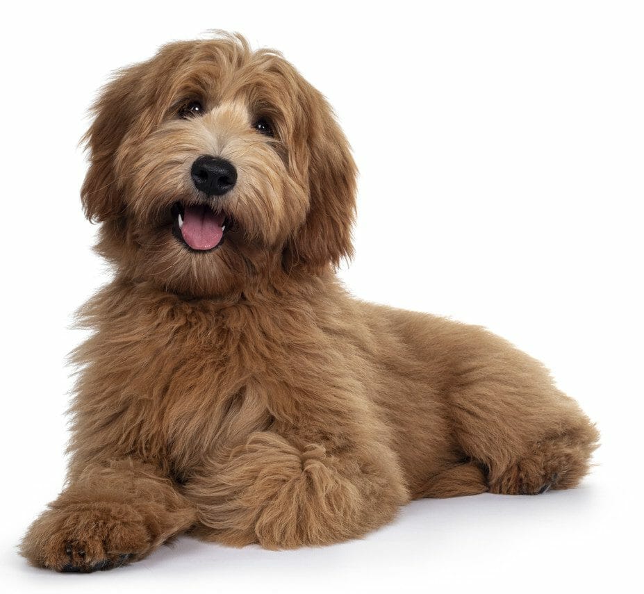 black labradoodle - brown labradoodle