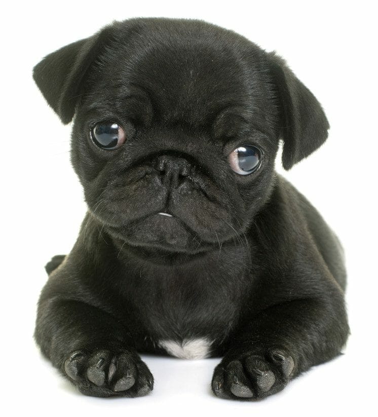 black pug - baby pug