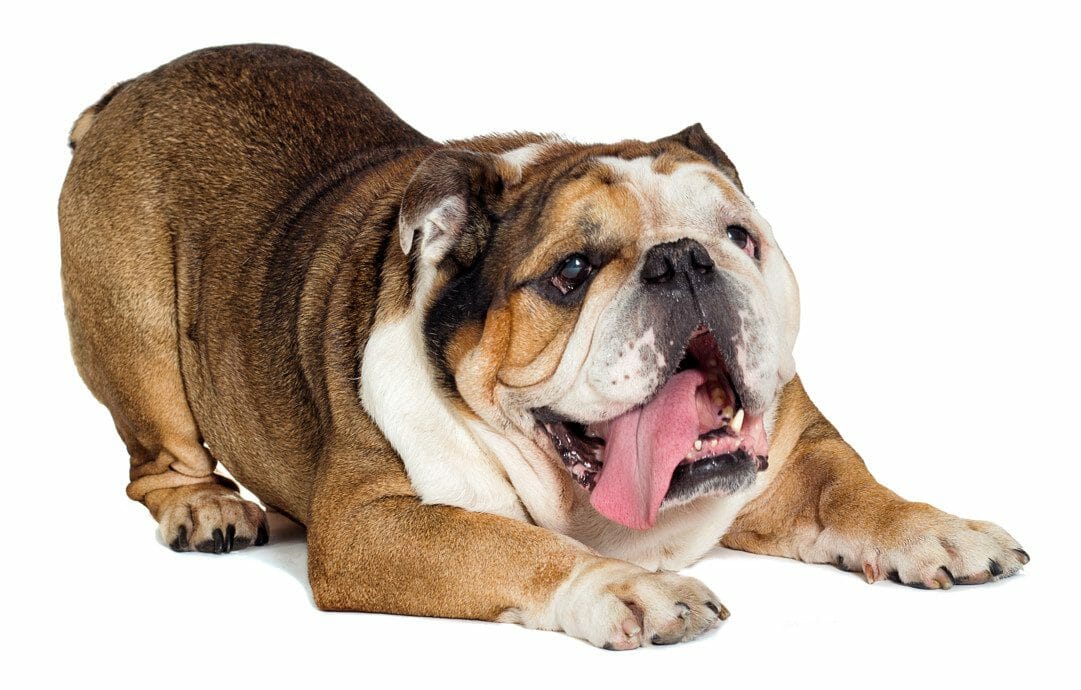 blue english bulldog - merle english bulldog