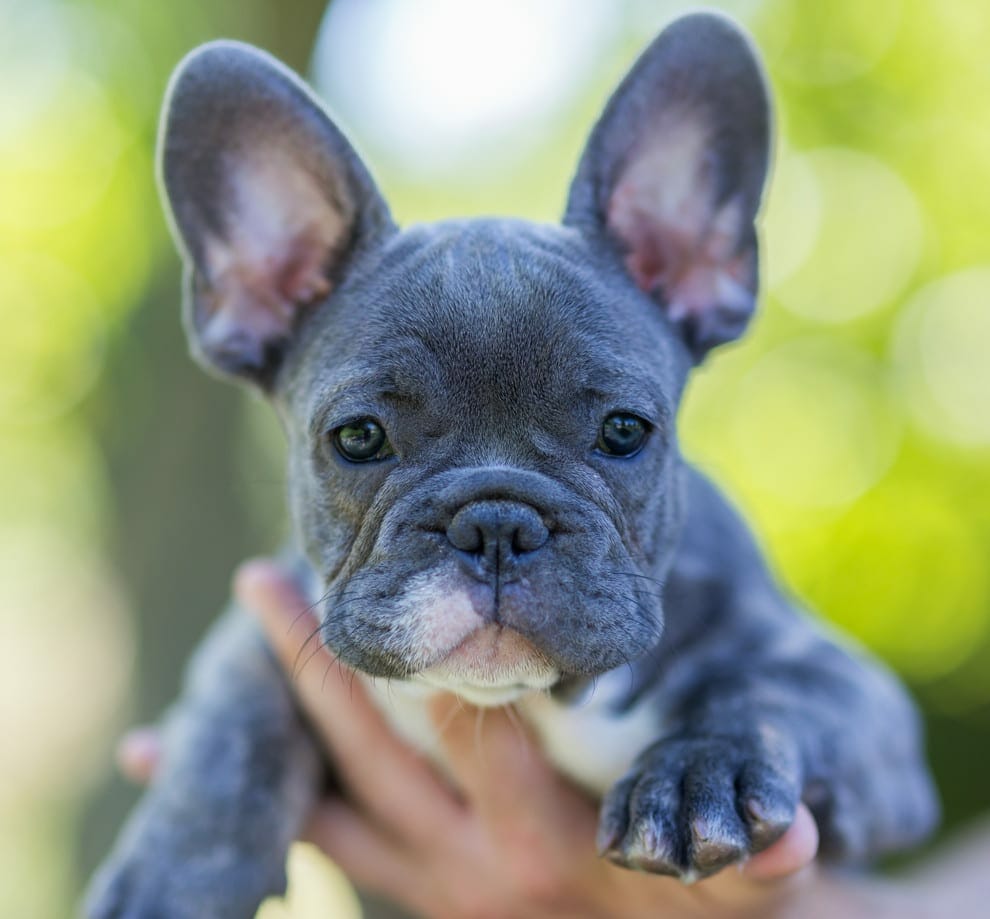 blue french bulldog - lilac french bulldog