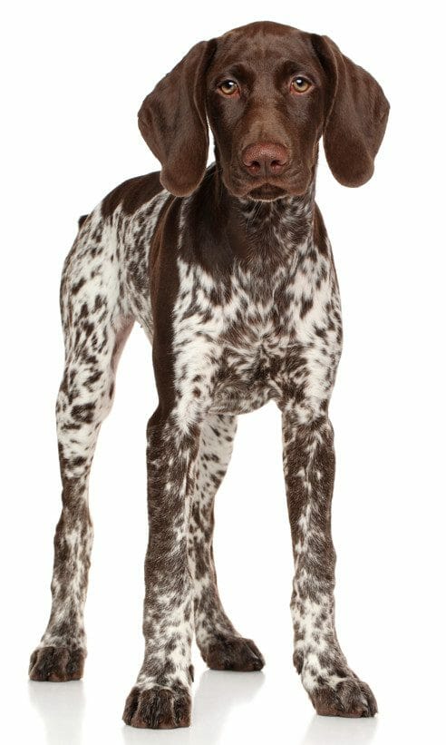 German Shorthaired Pointer: Appearance, Personality, History, and Health