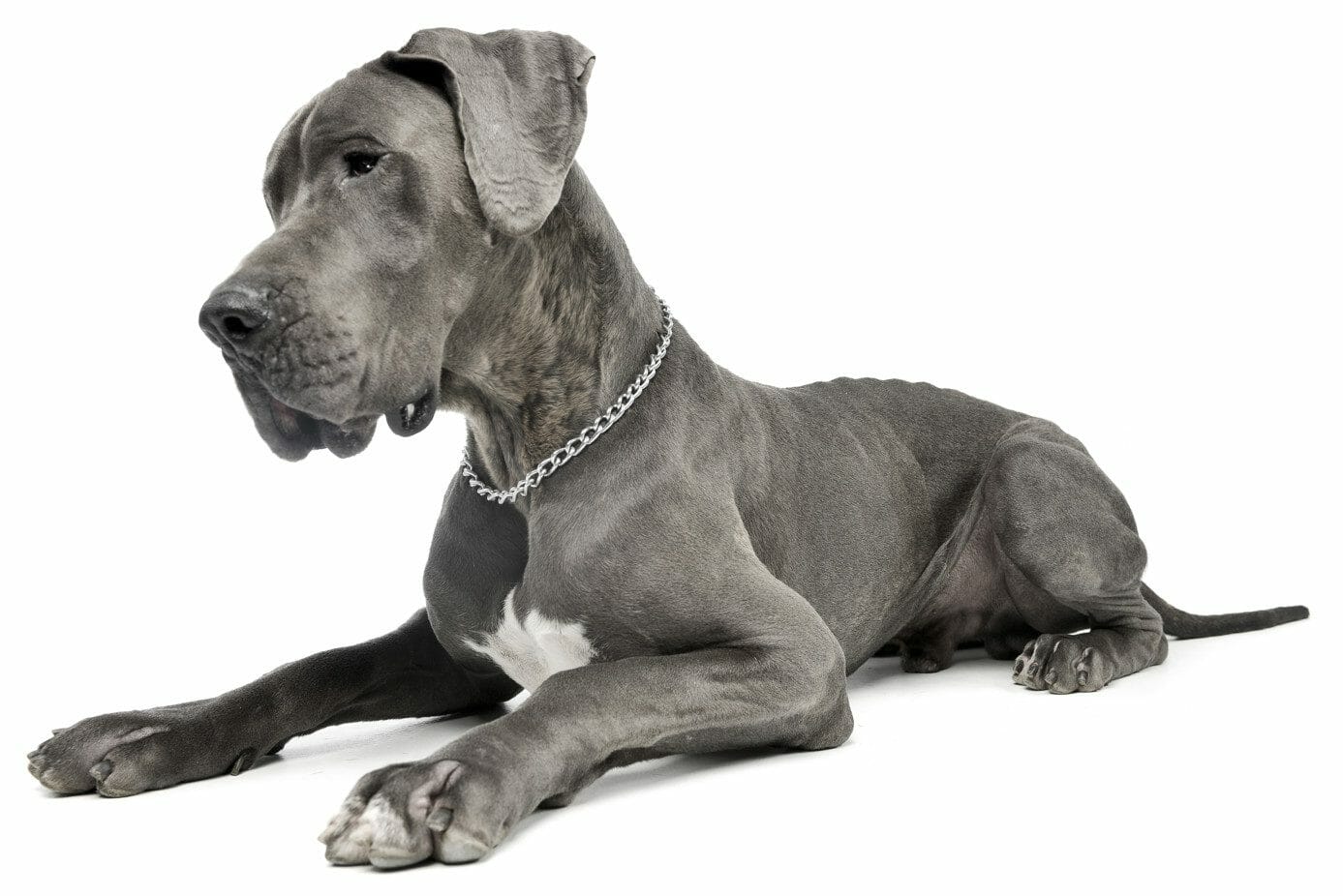 blue great dane - great dane colors