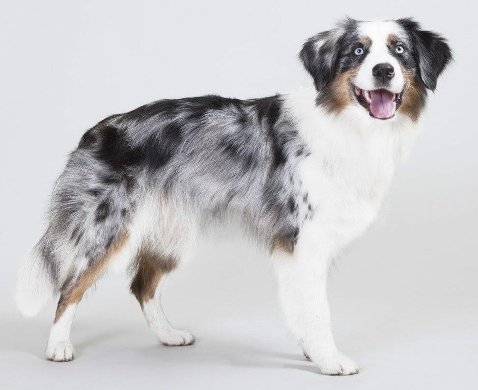 Blue merle and white australian clearance shepherd