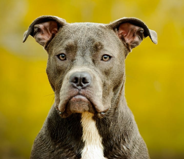 Red nose pitbull and blue hot sale nose pitbull