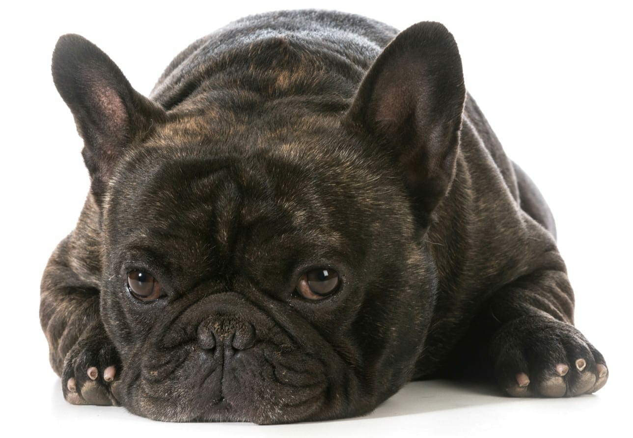 brindle french bulldog - types of french bulldogs