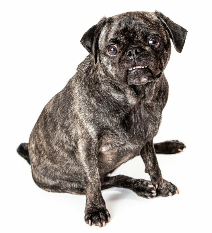 Brindle store pug breeders