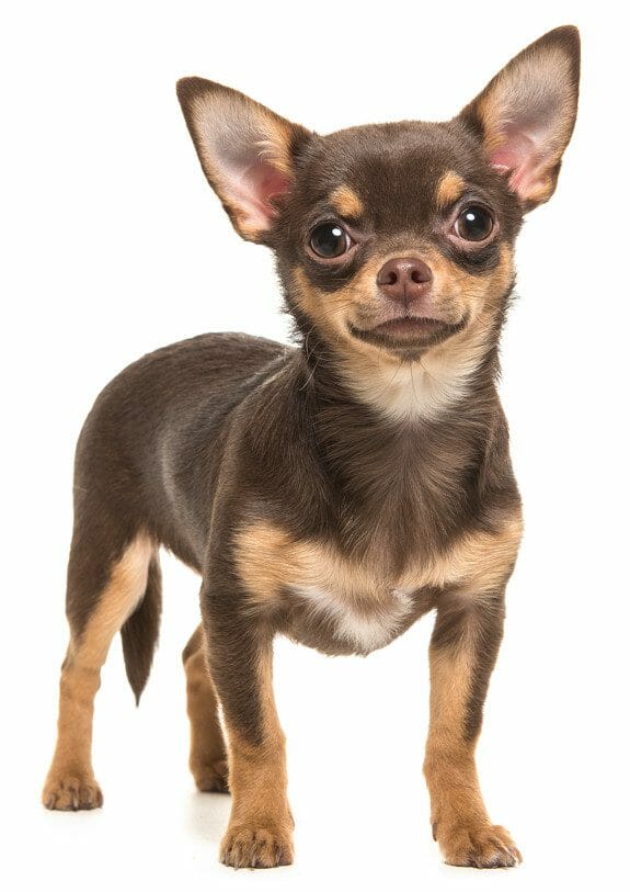 brown chihuahua - chihuahuas