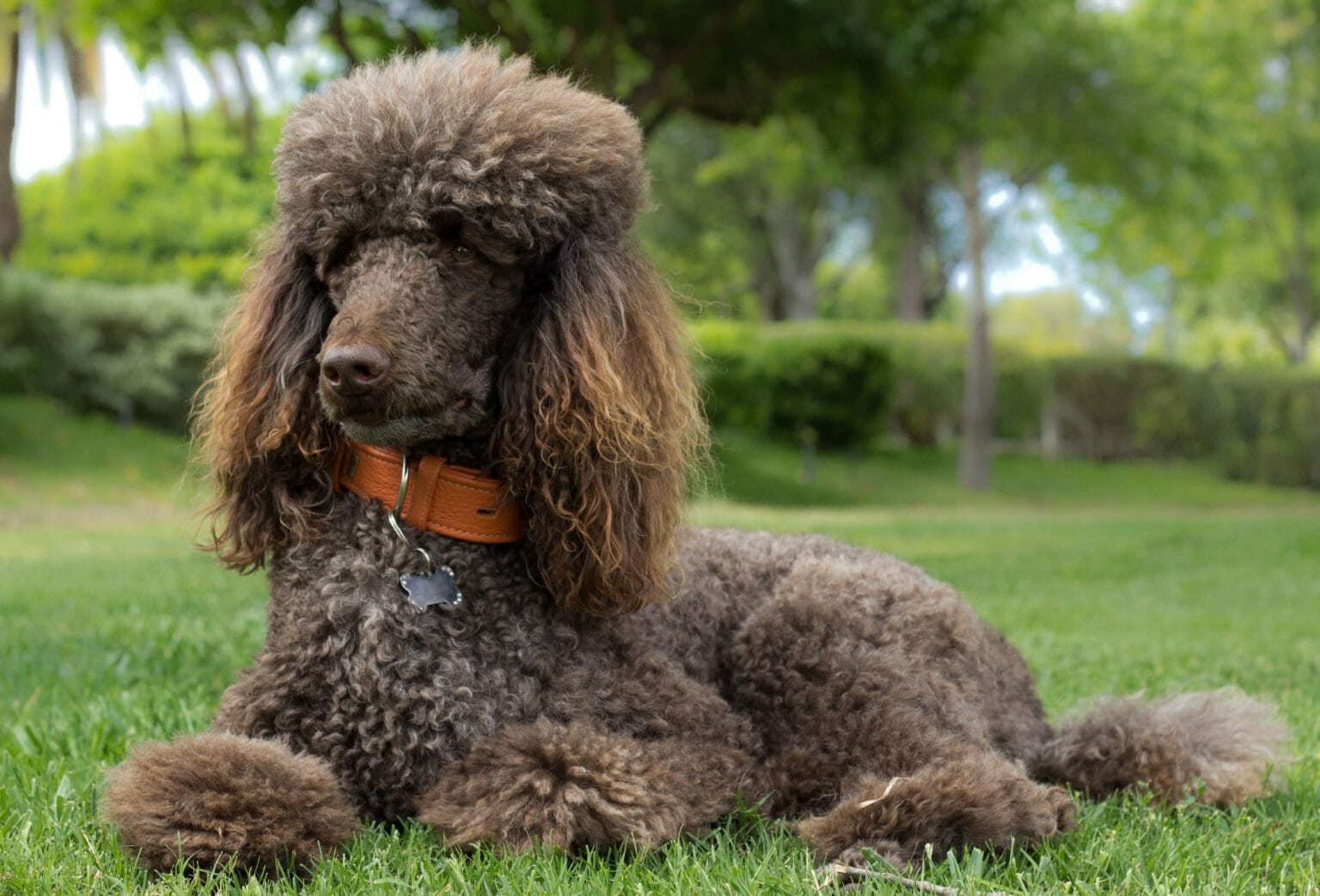 Caniche Estándar - Personalidad - Altura - Peso - Problemas de Salud 