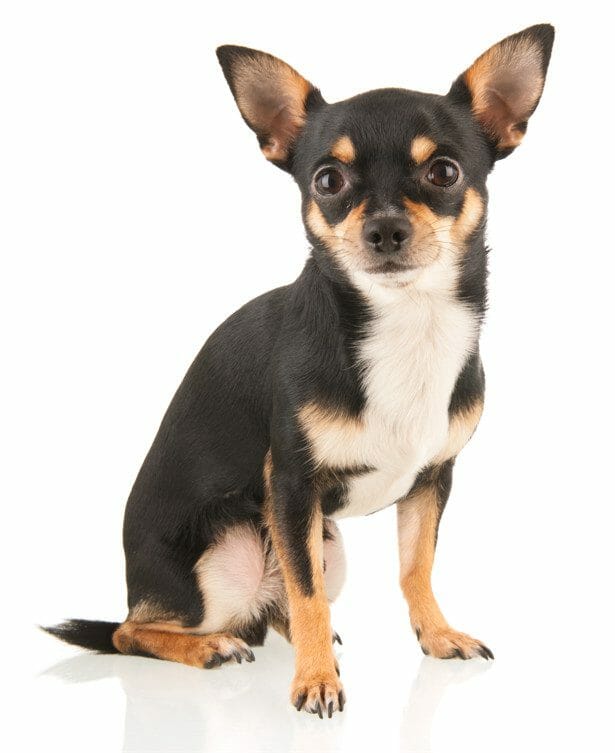 How much best sale benadryl for chihuahua