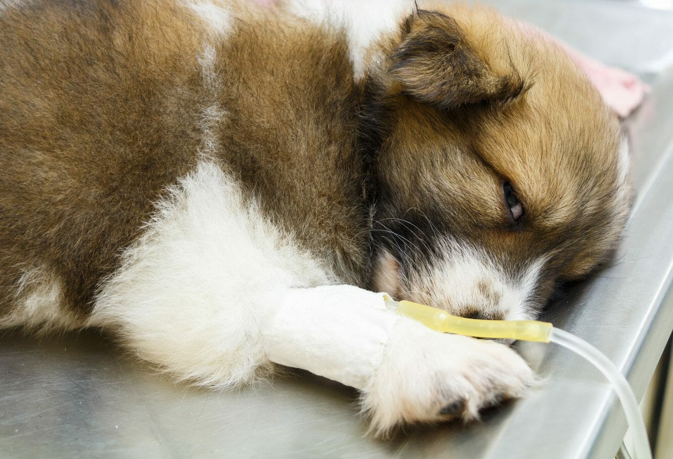 canine coronavirus symptoms - canine enteric coronavirus