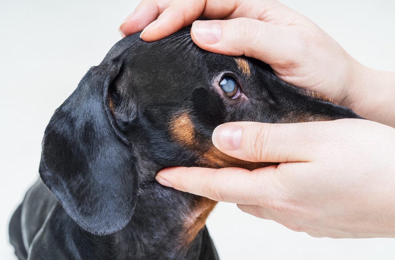 cataracts in dogs eyes - early cataracts in dogs