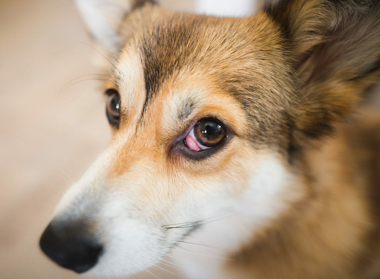 cherry eye dogs - eye cherry dog