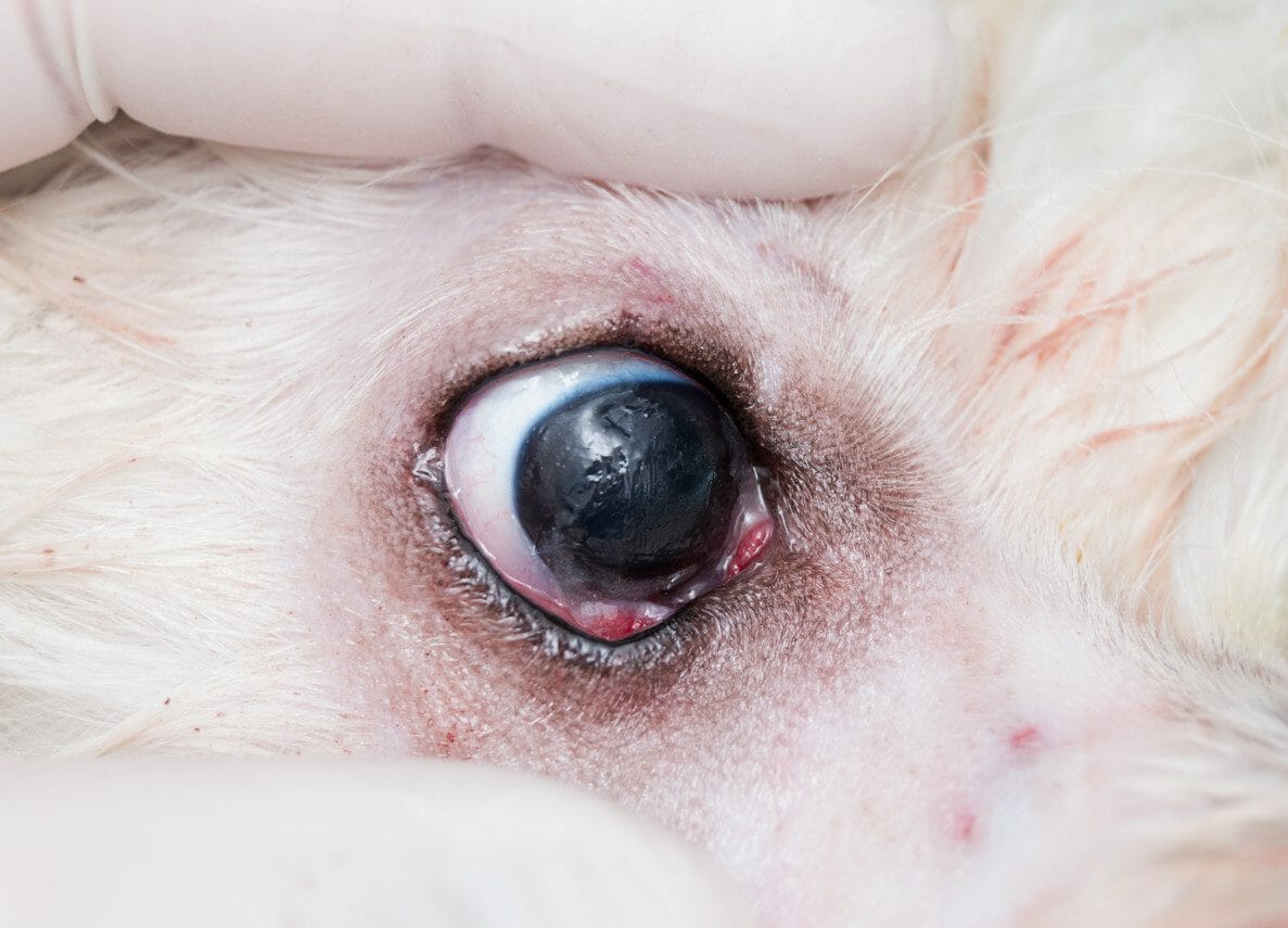 cherry eyes in dogs - cherry eye in dogs treatment