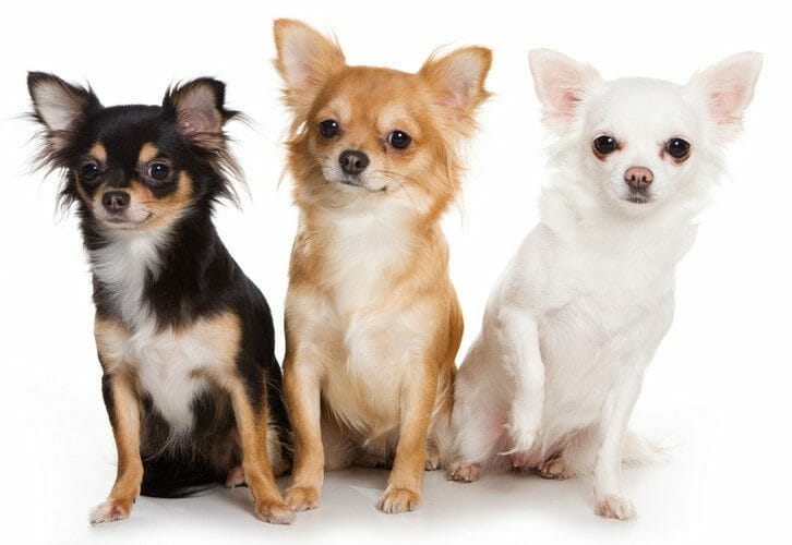 are chihuahuas smarter than other dogs