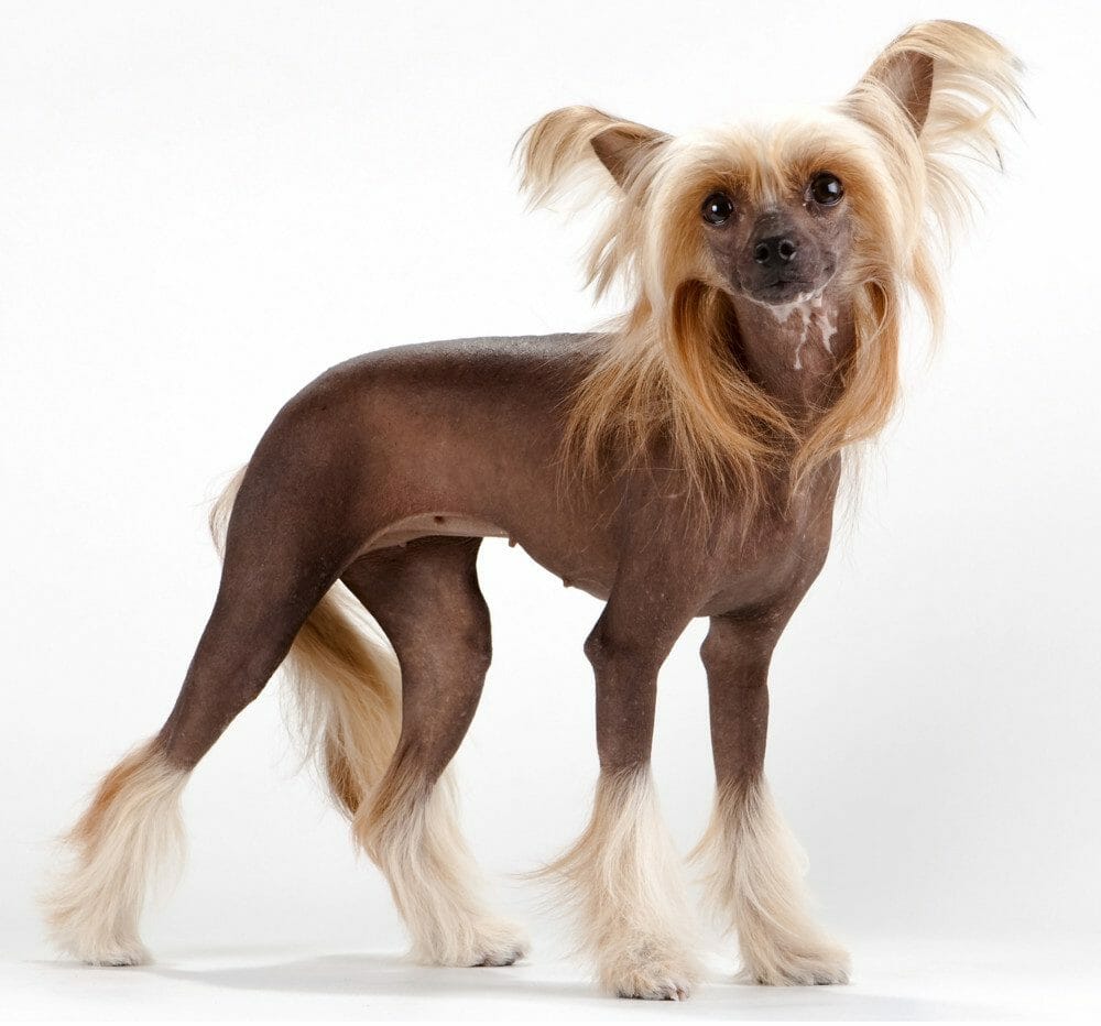 chinese crested dog - hypoallergenic dog