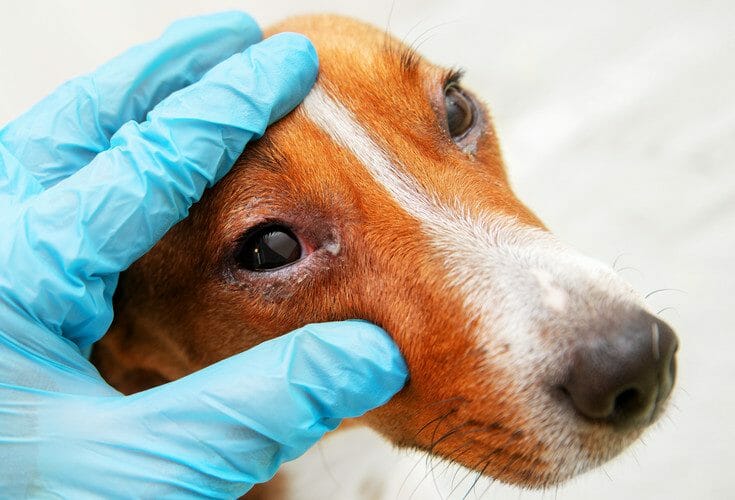 conjunctivitis in dogs - dog pink eye
