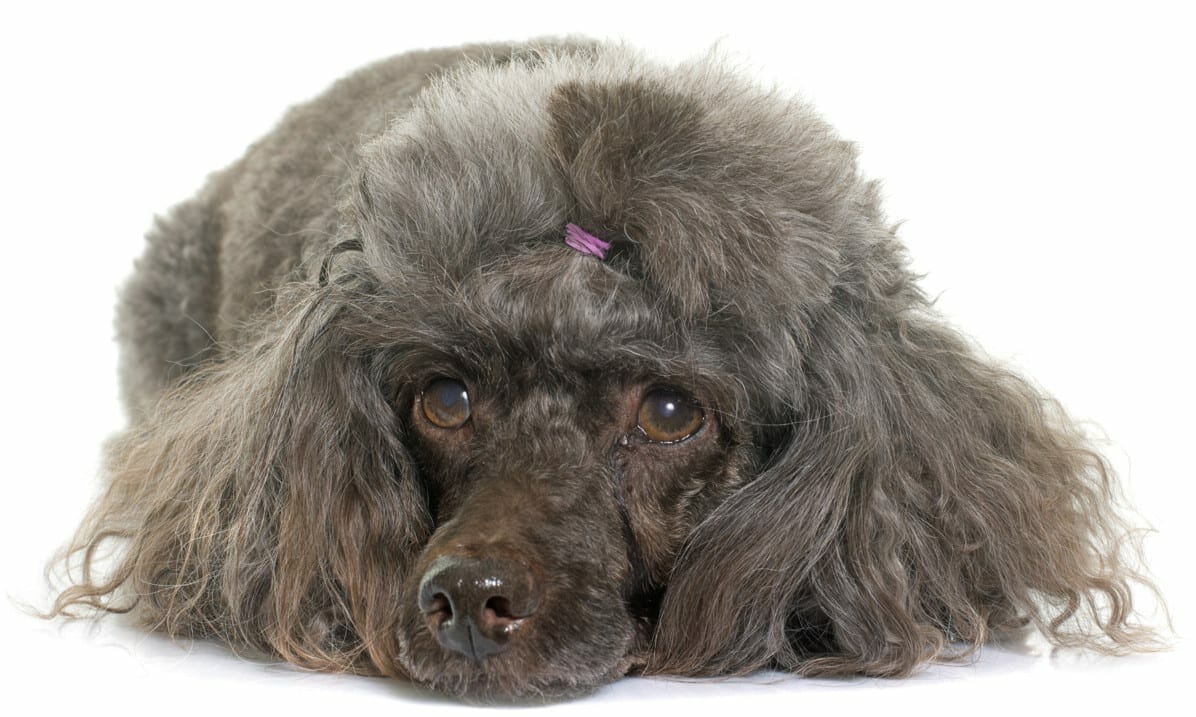 cushing syndrome in dogs - symptoms of dog dying from cushing's