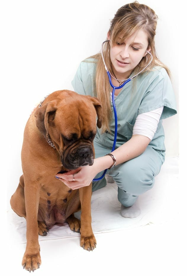 cushings in dogs - cushings in dogs treatment