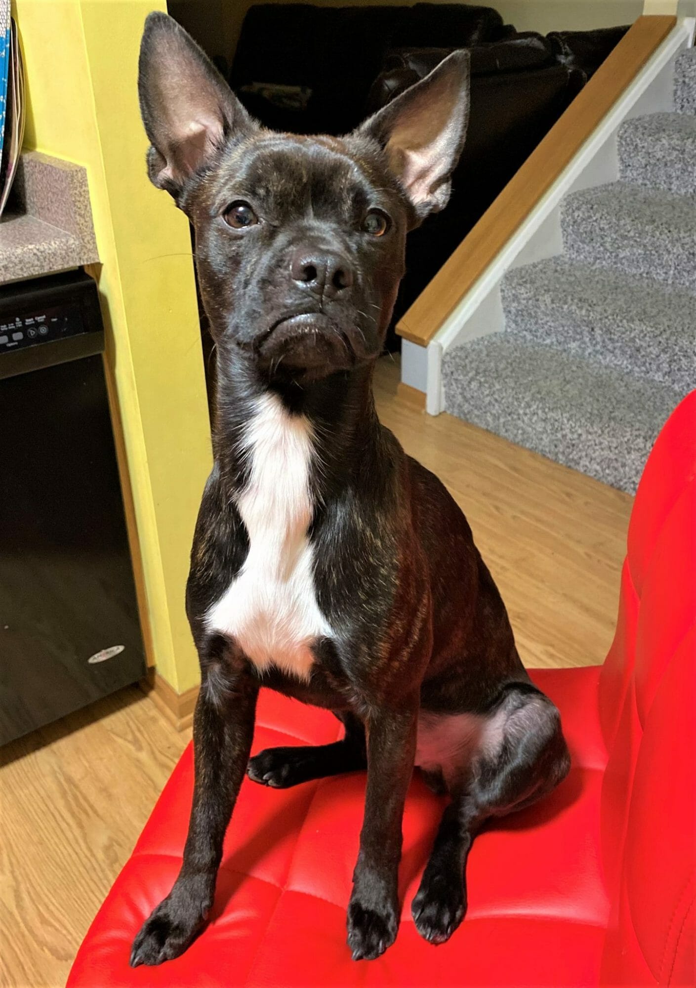 cute dog photo contest winner batman chihuahua boston terrier mix august 2021
