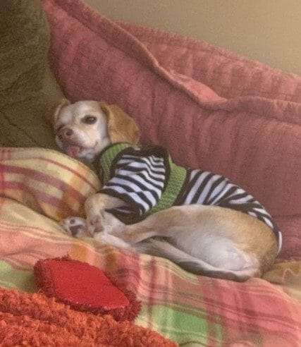 cute dog photo contest winner lady beagle mix april 2021
