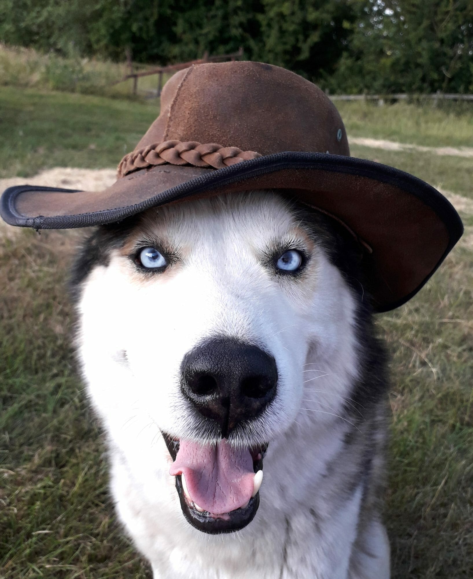 cute dog photo contest winner ses siberian husky aug 22