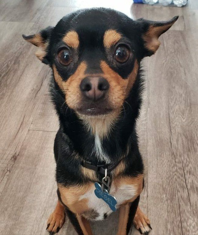 cute dog picture contest chihuahua