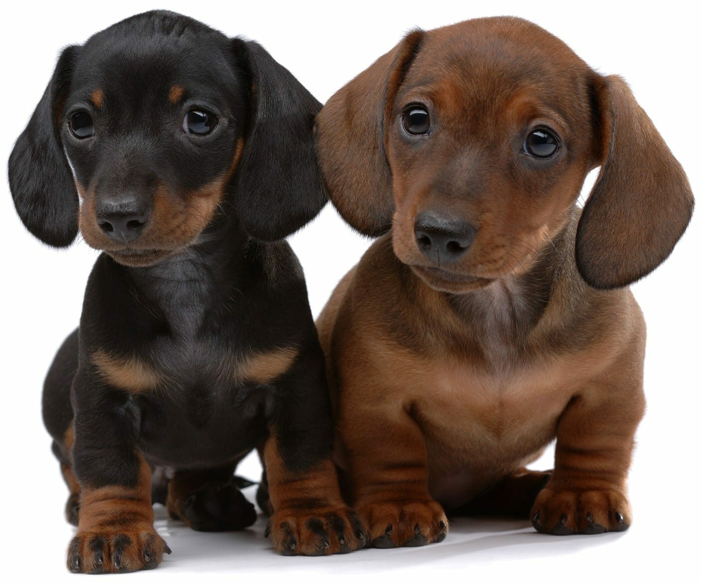 Wiener best sale dog puppies