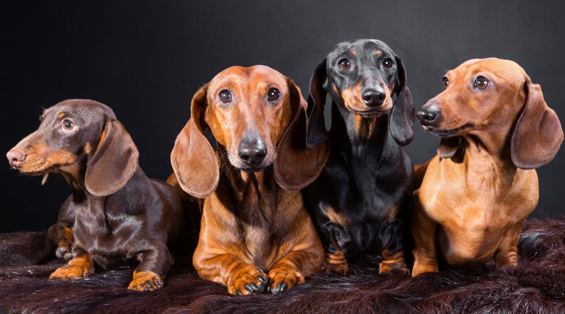 dachshund wiener dogs - miniature dachshund