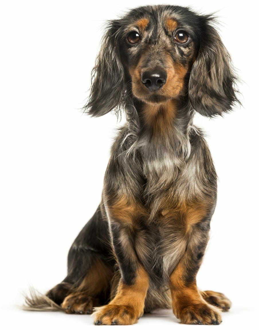 dapple dachshund - long haired dapple dachshund wiener dog