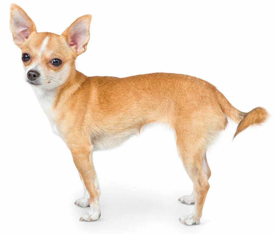 Chihuahua head hot sale shape