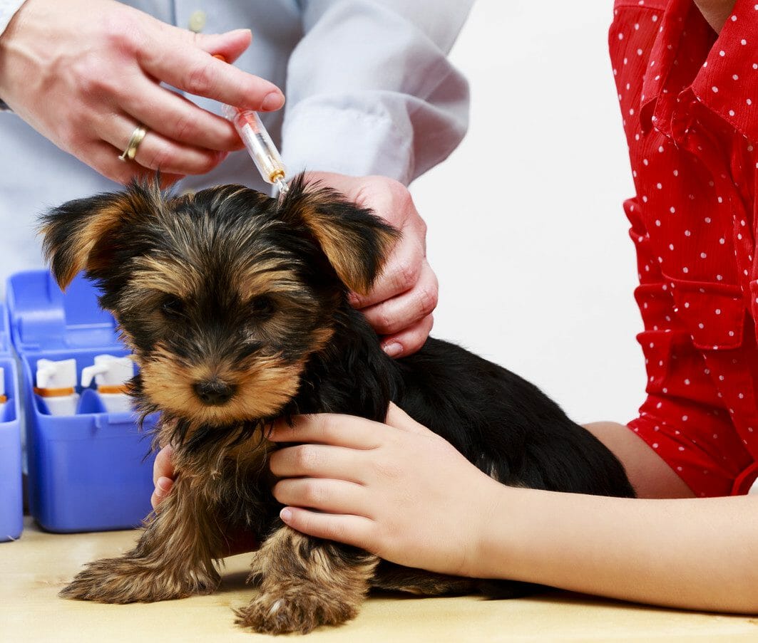 dhpp vaccine for dogs - dapp dog vaccine