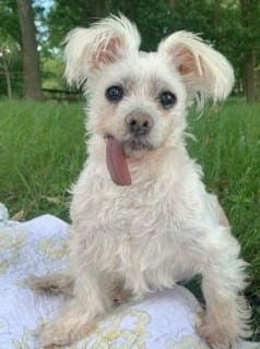diva maltese rescue abused neglected oct 2020 cute dog photo winner