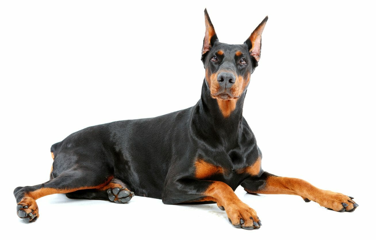 doberman dog - doberman pincher